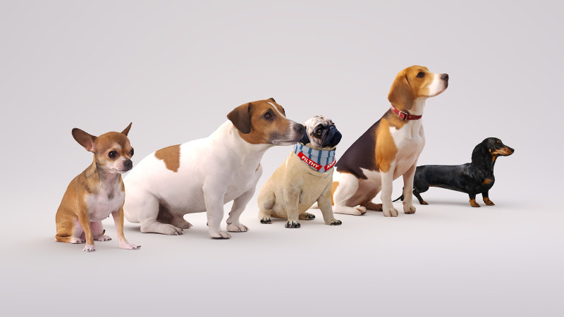 Small dog set x5 3D Model .c4d .max .obj .3ds .fbx .stl .blend 