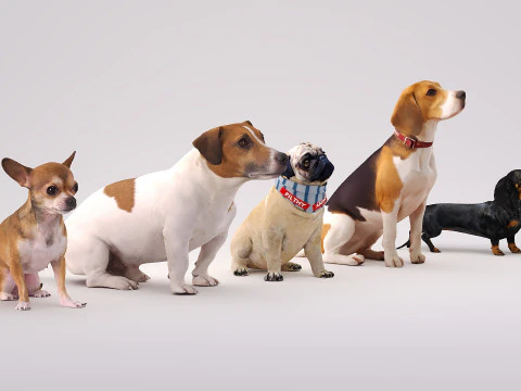 Small dog set x5 3D Model