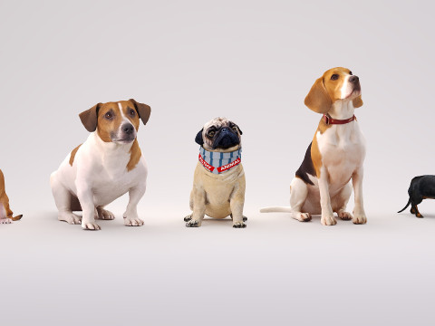 Small dog set x5 3D Model