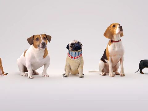 Small dog set x5 3D Model