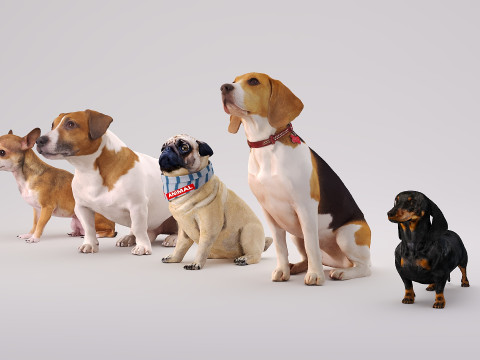 Small dog set x5 3D Model