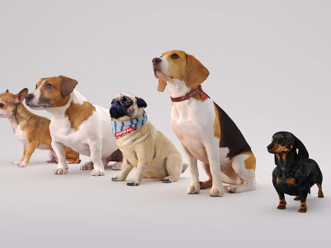 Small dog set x5 3D Model