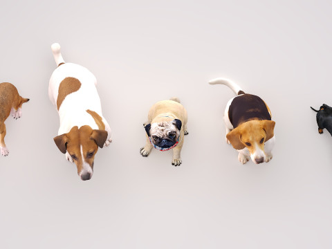 Small dog set x5 3D Model