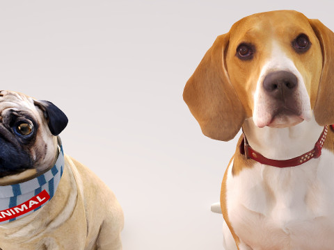 Small dog set x5 3D Model