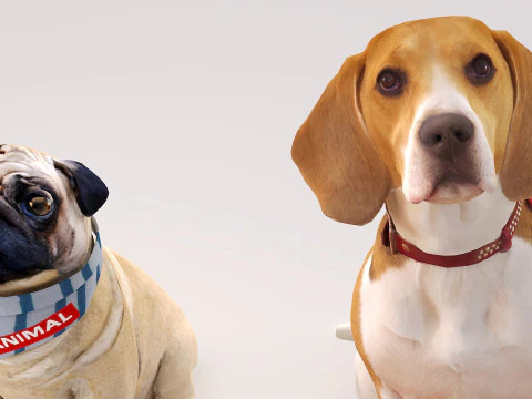 Small dog set x5 3D Model