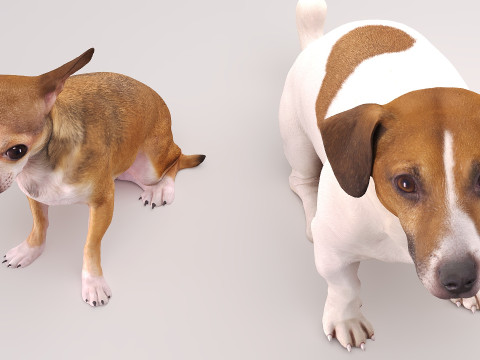 Small dog set x5 3D Model