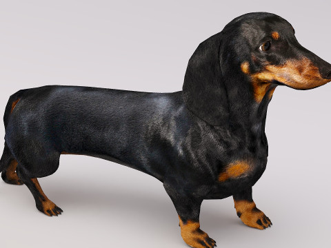 Small dog set x5 3D Model