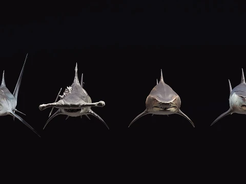 4 esp&eacute;cies de tubar&otilde;es Modelo 3D