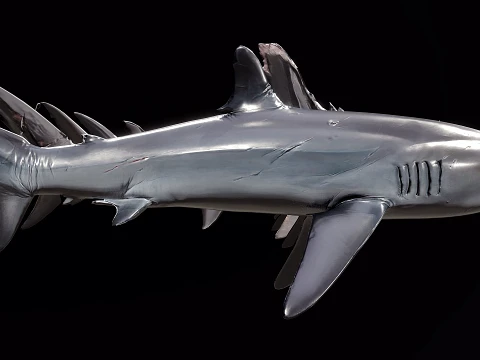 4 esp&eacute;cies de tubar&otilde;es Modelo 3D