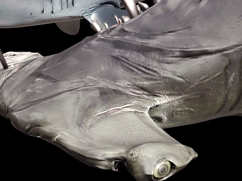 4 esp&eacute;cies de tubar&otilde;es Modelo 3D