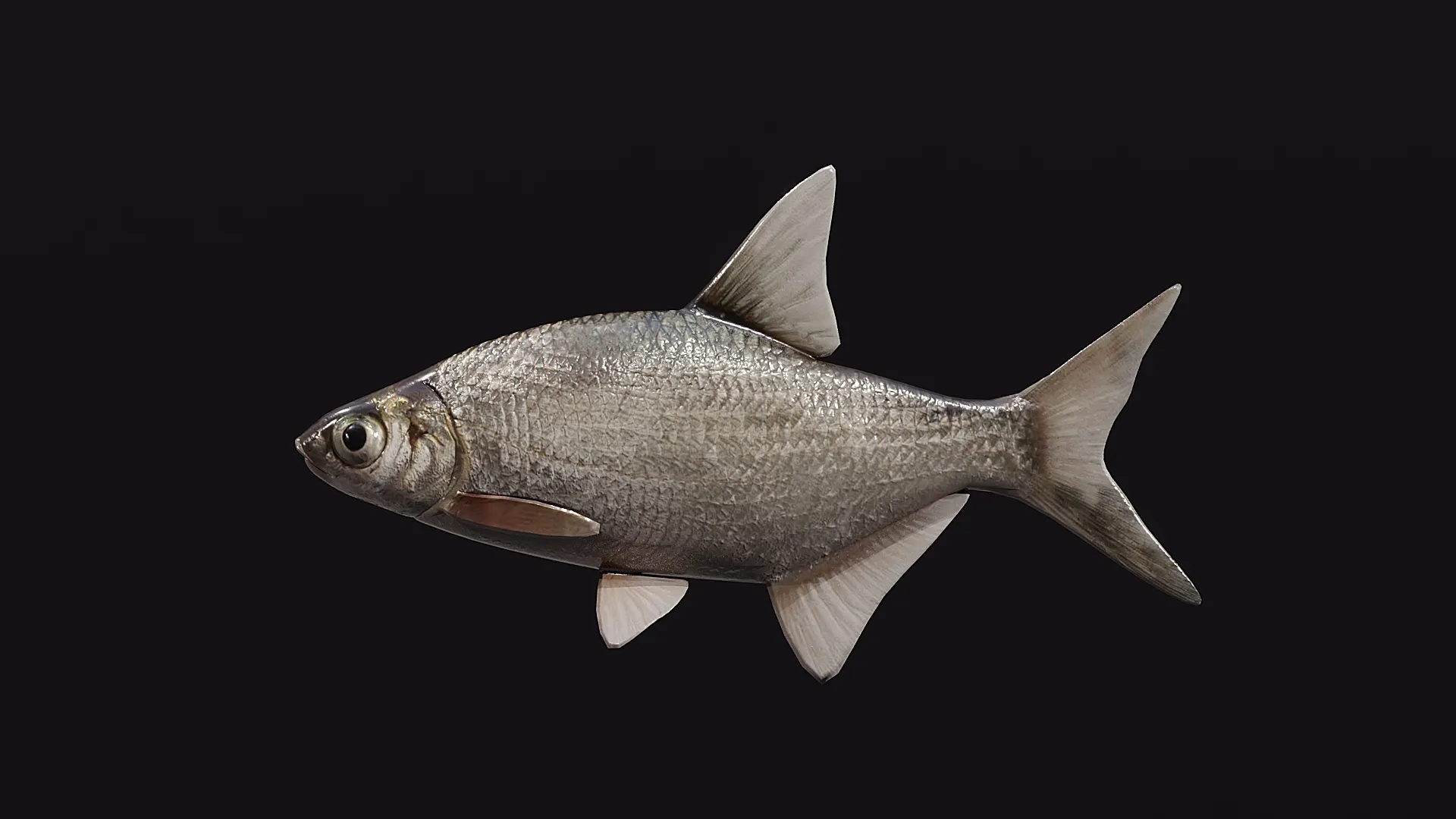 Atlantic fish 3D Model .c4d .max .obj .3ds .fbx .stl .blend