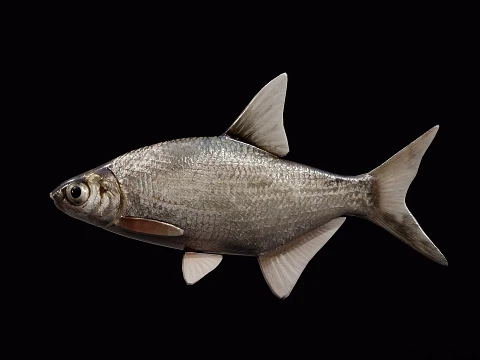 Atlantic fish 3D Model