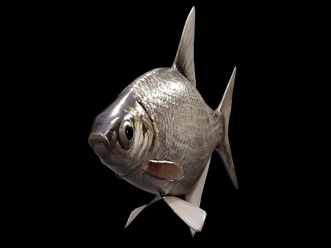 Atlantic fish 3D Model