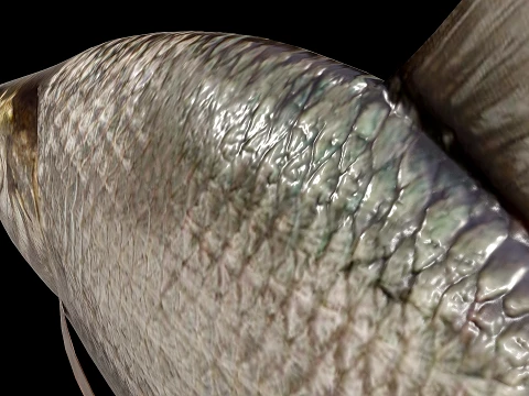 Atlantic fish 3D Model