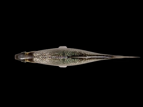 Atlantic fish 3D Model