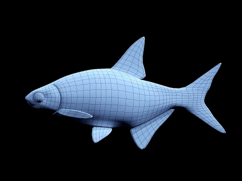 Atlantic fish 3D Model