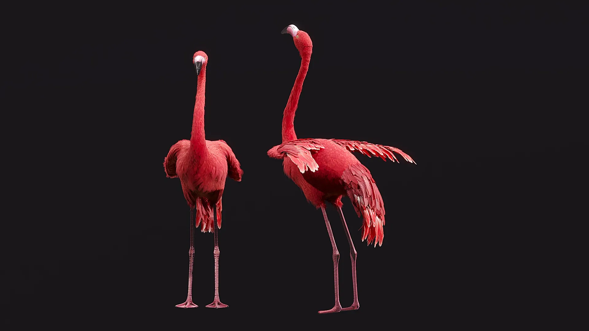 Flamingo Modelo 3D .c4d .max .obj .3ds .fbx .stl .blend 