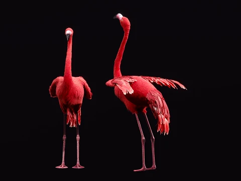 Flamingo Modelo 3D