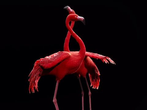 Flamingo Modelo 3D