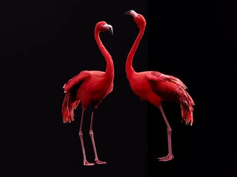 Flamingo Modelo 3D
