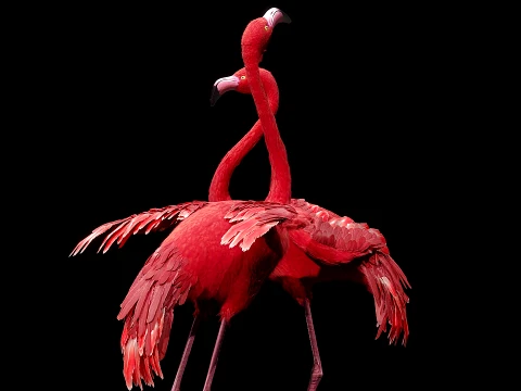 Flamingo Modelo 3D