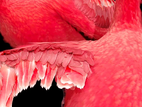 Flamingo Modelo 3D