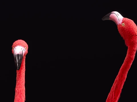 Flamingo Modelo 3D
