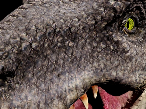 Tyrannosaurus Rex 3D Model