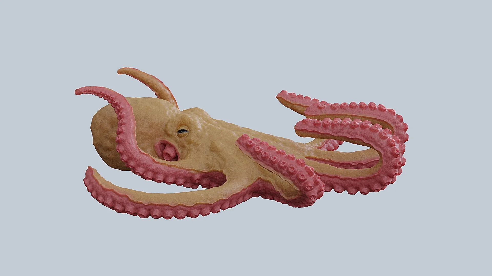 Octopus 3D Model .c4d .max .obj .3ds .fbx .stl .blend 