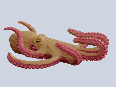 Octopus 3D Model