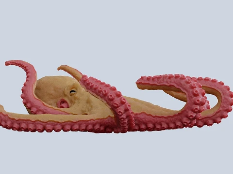 Octopus 3D Model