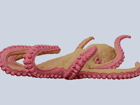 Octopus 3D Model