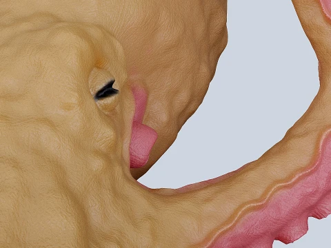 Octopus 3D Model