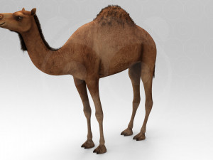 Camel - Rigged - Animated 3D Model