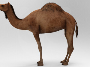 Camel - Rigged - Animated 3D Model