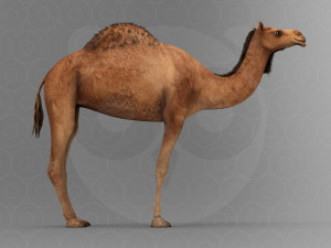 Camel - Rigged - Animated 3D Model