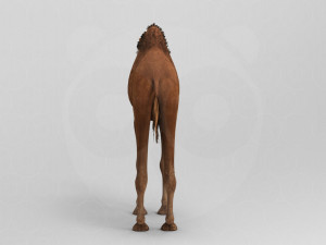 Camel - Rigged - Animated 3D Model