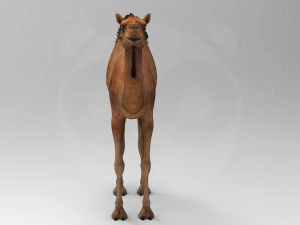 Camel - Rigged - Animated 3D Model