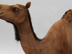 Camel - Rigged - Animated 3D Model