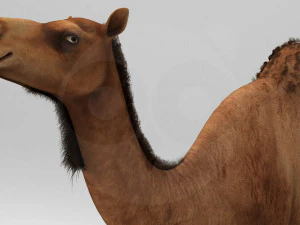 Camel - Rigged - Animated 3D Model