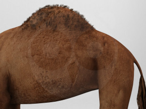 Camel - Rigged - Animated 3D Model