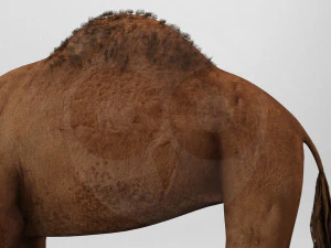 Camel - Rigged - Animated 3D Model