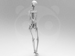 Skeleton Pose 3Dモデル