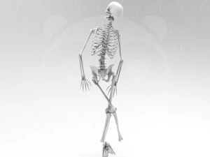 Skeleton Pose 3D Model