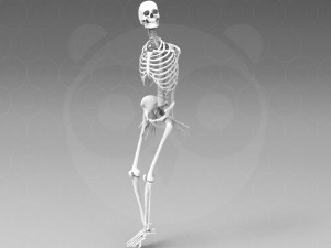 Skeleton Pose 3Dモデル