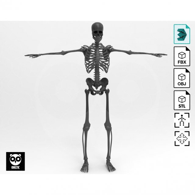 Skeleton - Rigged - Animated 3D मॉडल .c4d .max .obj .3ds .fbx .stl .blend 