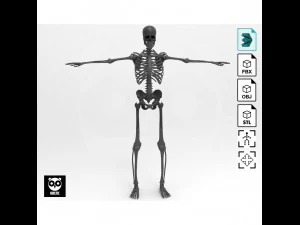 Skeleton - Rigged - Animated 3D Model