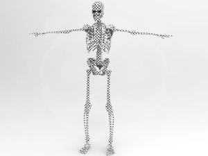 Skeleton - Rigged - Animated 3D Model