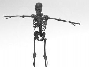 Skeleton - Rigged - Animated 3D मॉडल