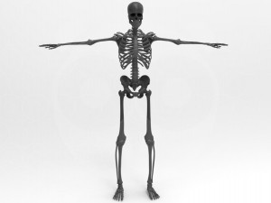 Skeleton - Rigged - Animated 3D मॉडल